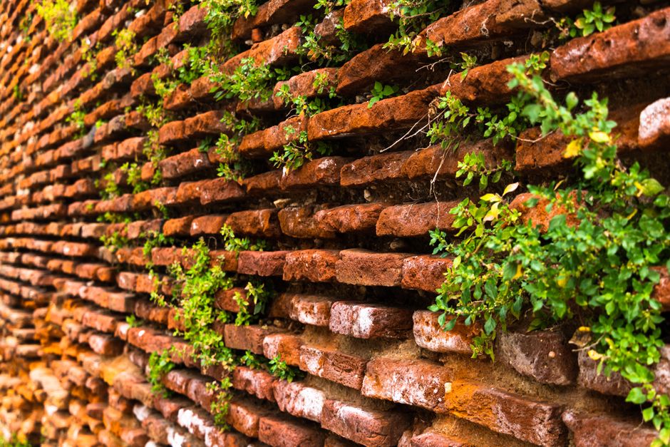 Les avantages d’un mur végétal intérieur pour votre maison